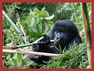 Mountain Gorilla eating in Bwindi Forest National Park