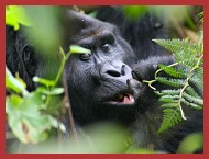 Silverback in Bwindi Forest National Park