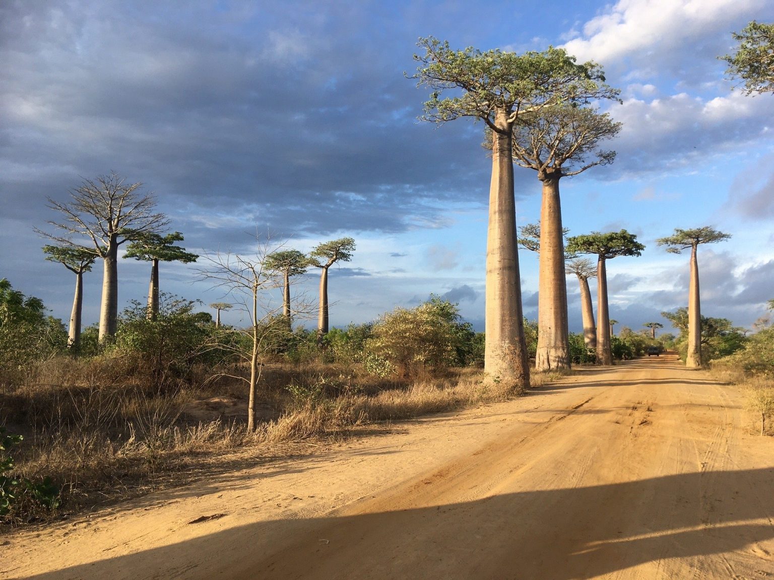 Sandy road lined with tall baobabs under a cloudy sky in western Madagascar