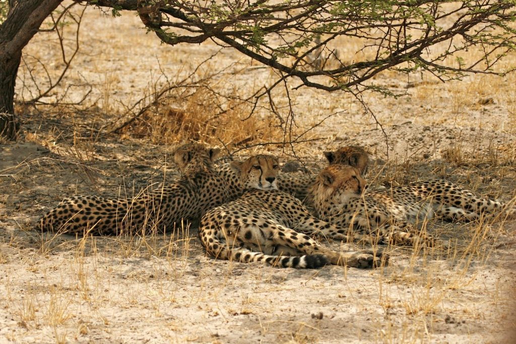 Four cheetahs resting together in the shade of a thorn tree in Botswana