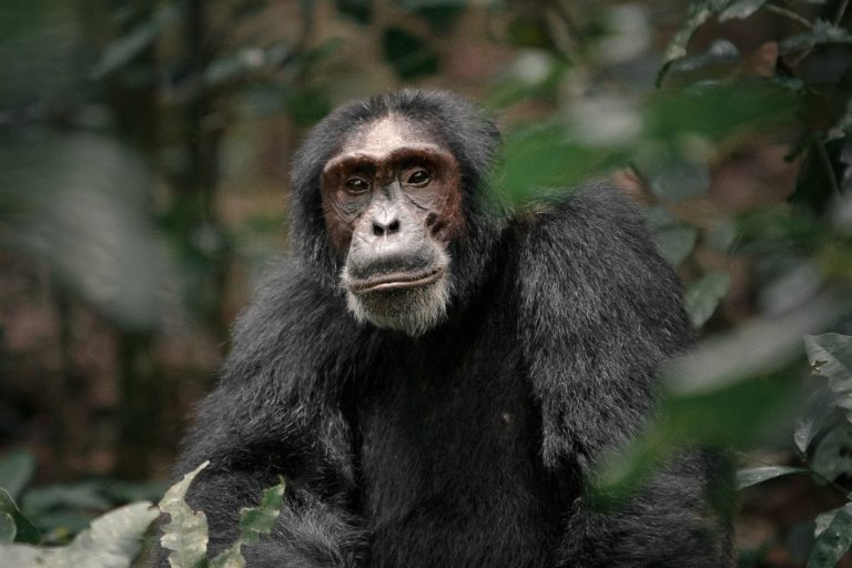 Gorilla and Chimpanzee Safari in Uganda: Routes, Chimp Sites and Trip Lengths