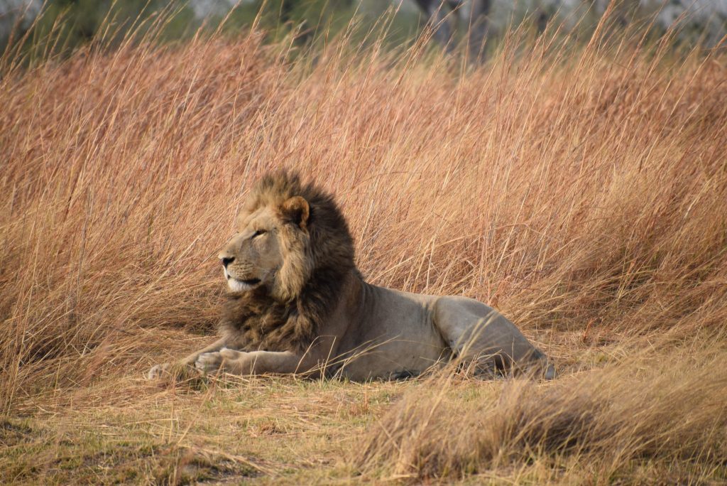 Dark maned male lion resting in tall dry grass in Botswana