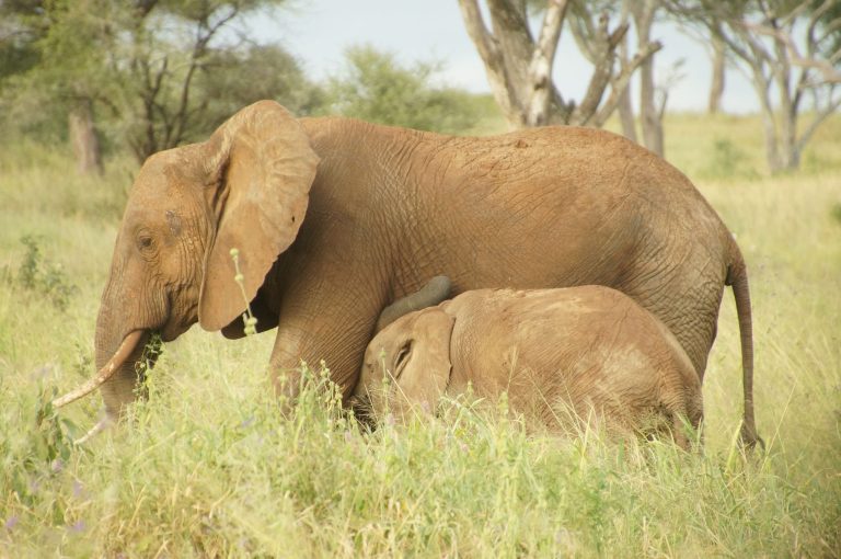 3 Day Tanzania Safari: Itineraries, Routes and Tips