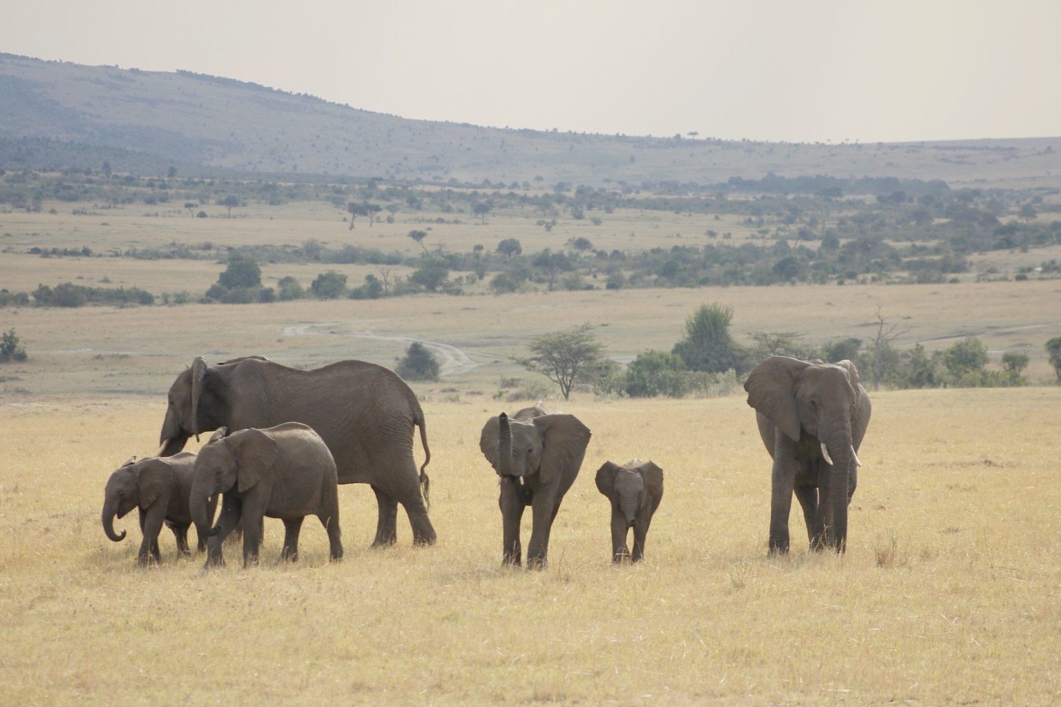 Elephant family with calves walking across open grassland on the Masai Mara