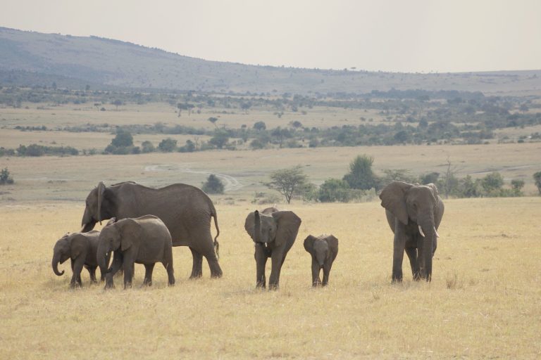 Gorillas and Masai Mara Safari: 7 to 12 Day Itineraries
