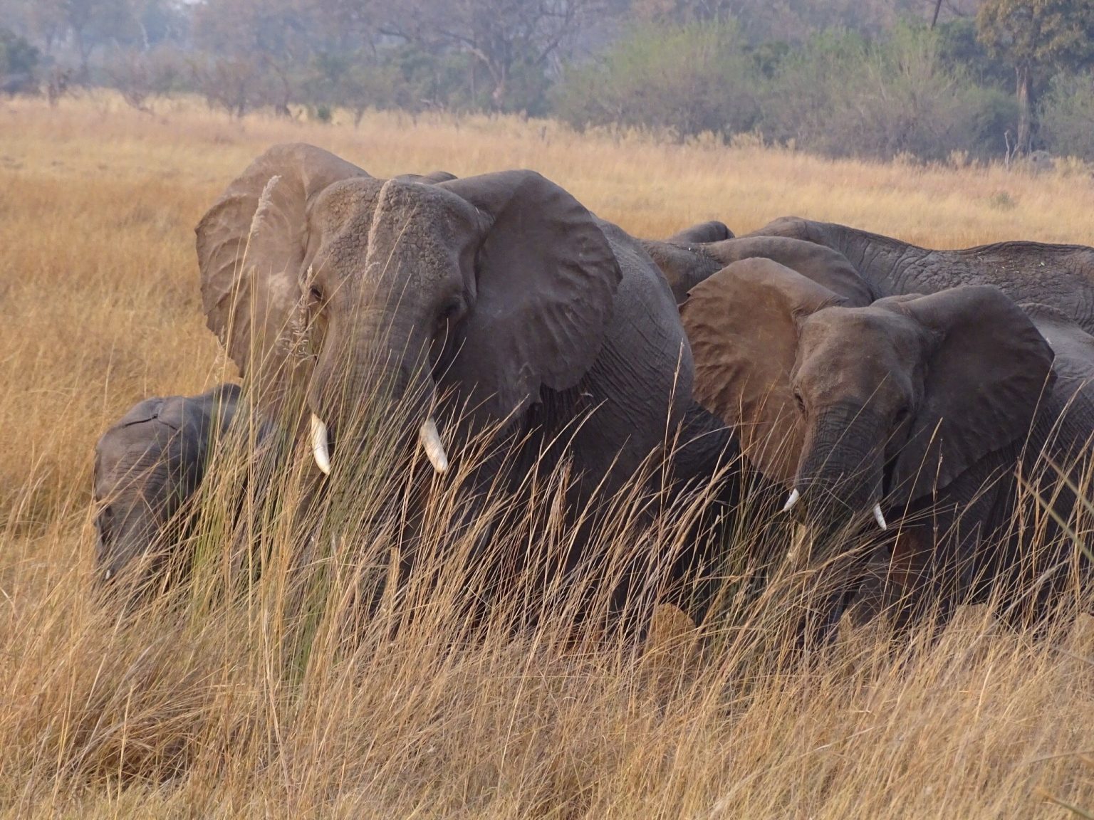 Elephant herd moving through tall golden grass in northern Botswana