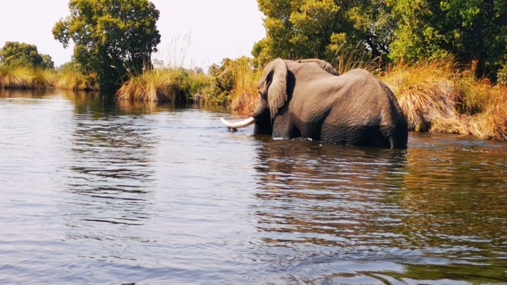 Elephant bull wading along a river below a reed bank in Botswana