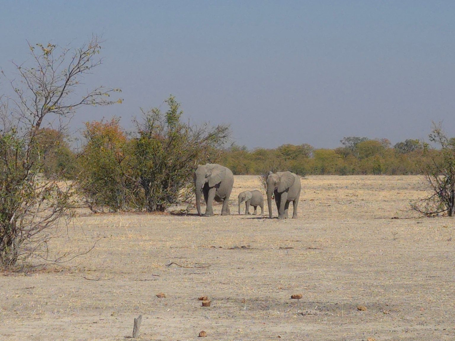 Two elephants and a calf crossing a dry pan in Botswana
