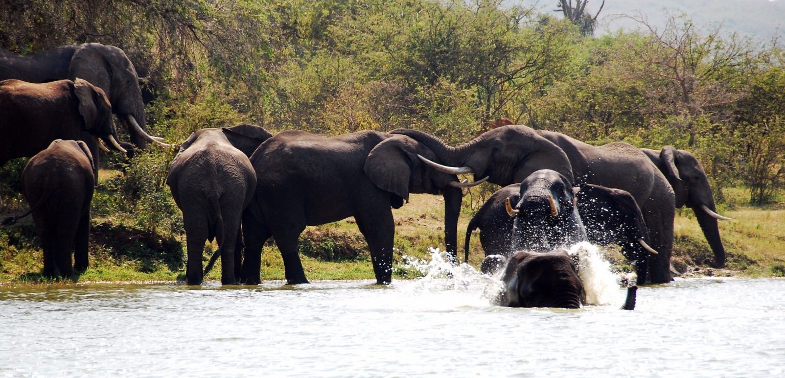 Elephant herd drinking and bathing at the edge of the Kazinga Channel in Queen Elizabeth National Park