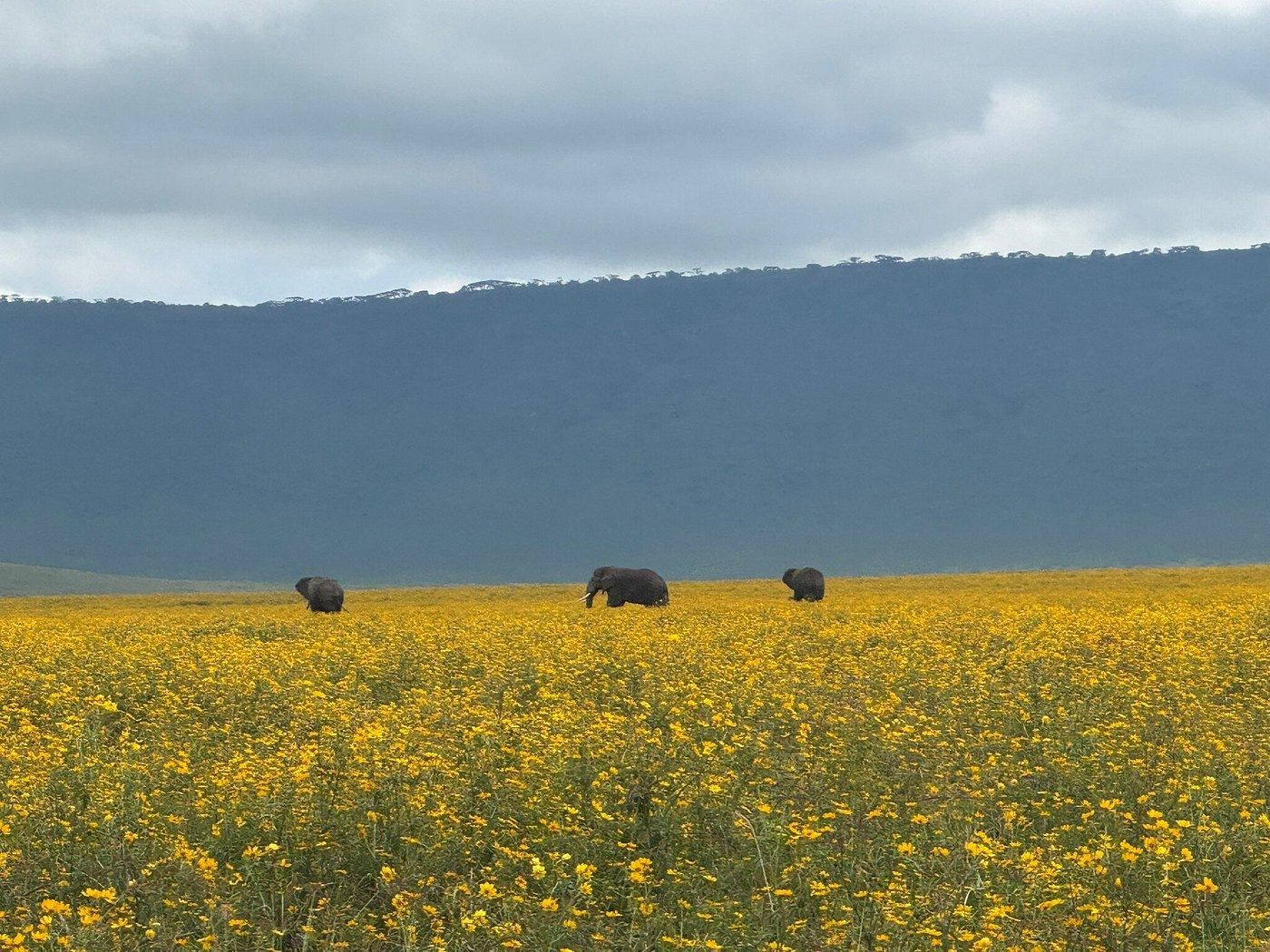 Elephants crossing a carpet of yellow flowers on the Ngorongoro Crater floor below the crater wall