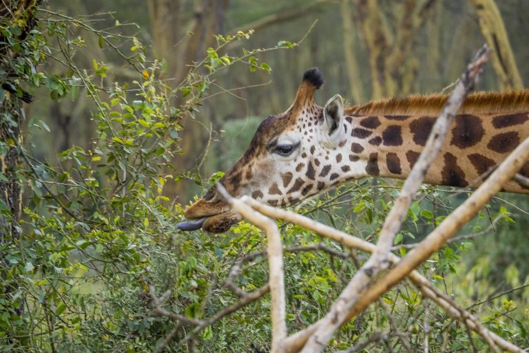 10 Day Kenya Safari: Samburu, Masai Mara and Coast Itineraries