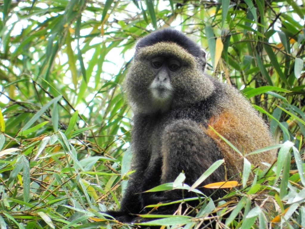 Golden monkey sitting among bamboo leaves in Volcanoes National Park, Rwanda