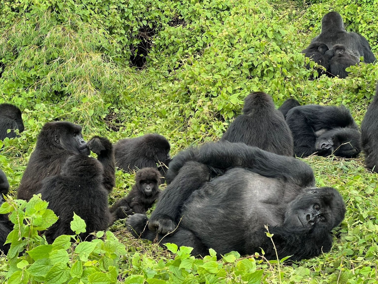 Mountain gorilla family resting in green vegetation in Volcanoes National Park, Rwanda, with a silverback lying on its back