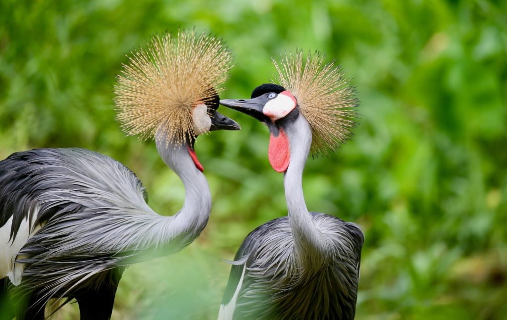 Two grey crowned cranes with golden crests facing each other in Uganda