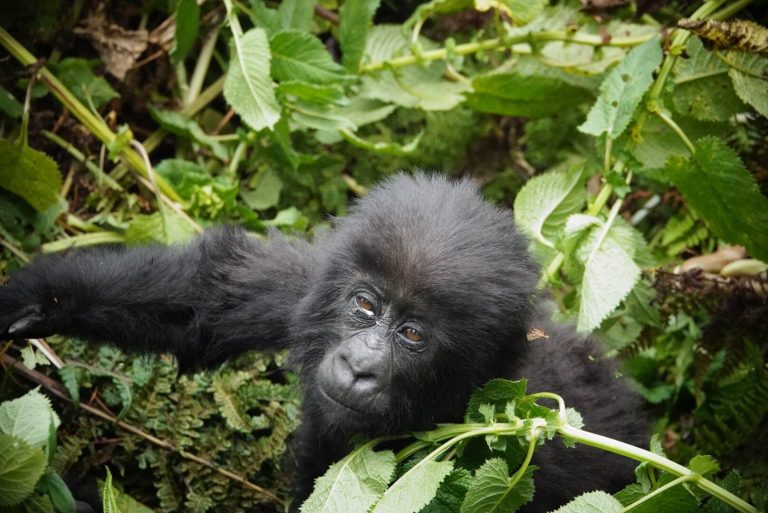 Luxury Rwanda Gorilla Safari: 3 and 4 Day Itineraries