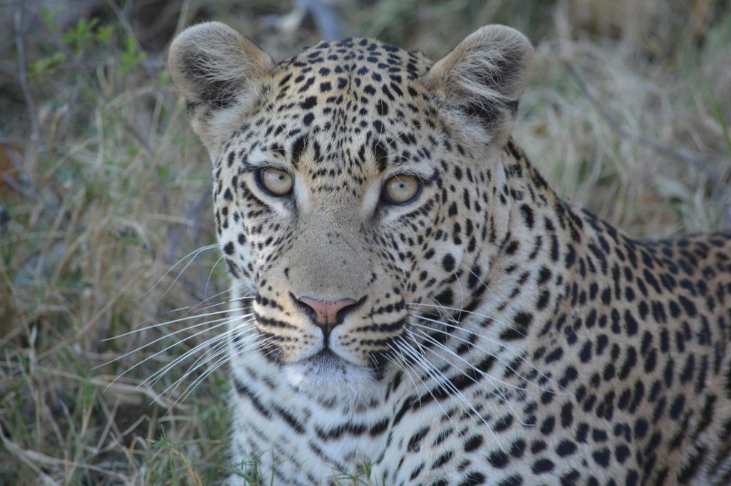 Close view of a leopard's face as it watches from dry grass in Botswana