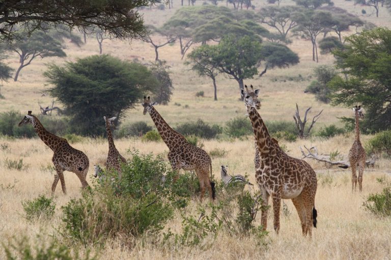 8 Day Tanzania Safari Itinerary: Serengeti, Ngorongoro and Tarangire