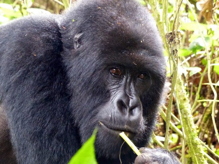 Rwanda Gorilla Permit Price: Rate Tiers, Low Season Offer, Booking and Availability