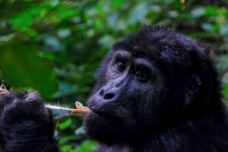 Mountain Gorilla Conservation: How Gorilla Tourism Saves Them