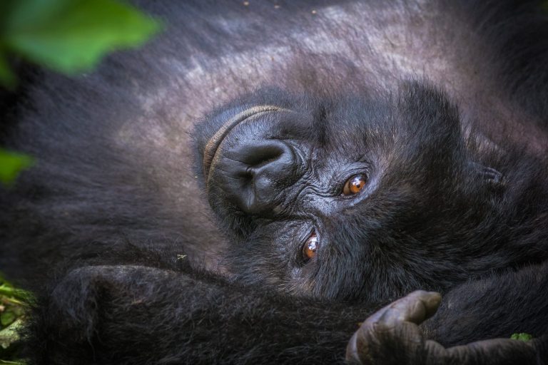 Bitukura Gorilla Group: Ruhija’s Family of Many Silverbacks
