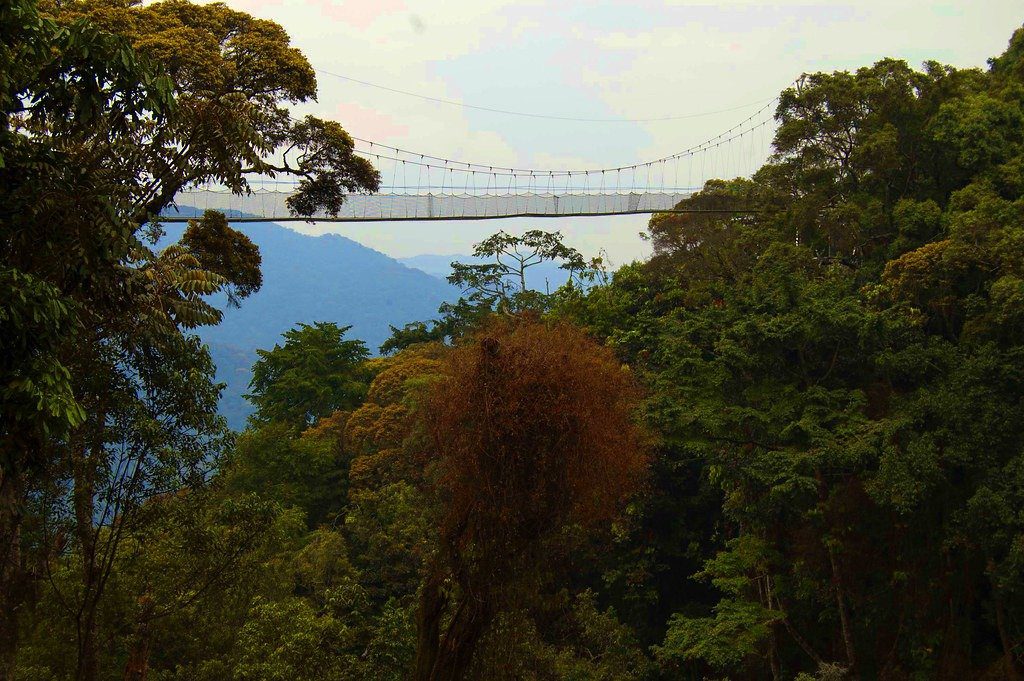 Suspended canopy walkway strung above the rainforest in Nyungwe National Park, Rwanda