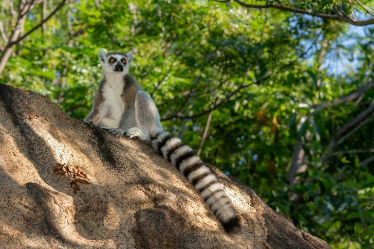 Madagascar Trip Cost: Tour Prices, Park Fees and Real Totals