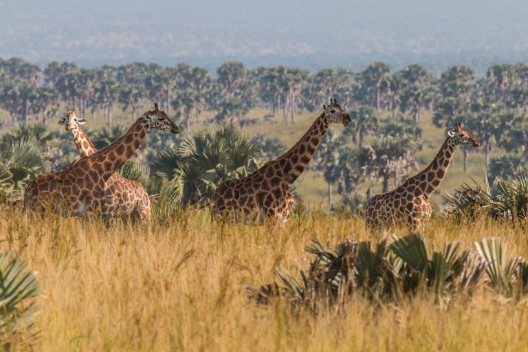 10 Day Uganda Wildlife and Gorilla Safari: Route, Variants and Planning