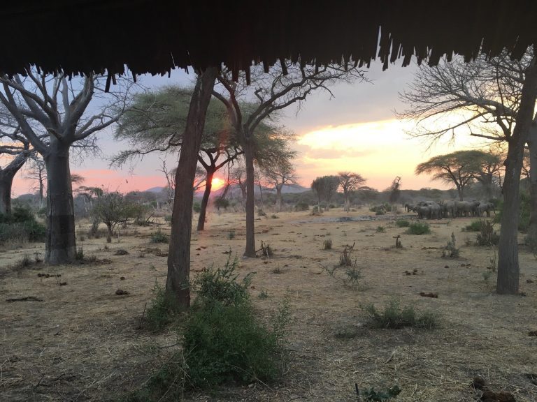 12 Day Tanzania Safari: Serengeti, Crater, Ruaha and Nyerere Day by Day
