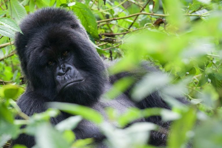 Things To Do In Rwanda: Gorillas, Chimps, Akagera, Lake Kivu and Activities by Traveller Type
