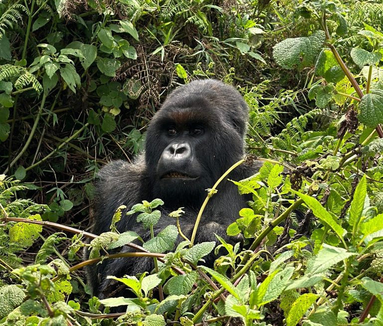 7 Day Rwanda Safari: Gorillas, Nyungwe Chimps and Akagera