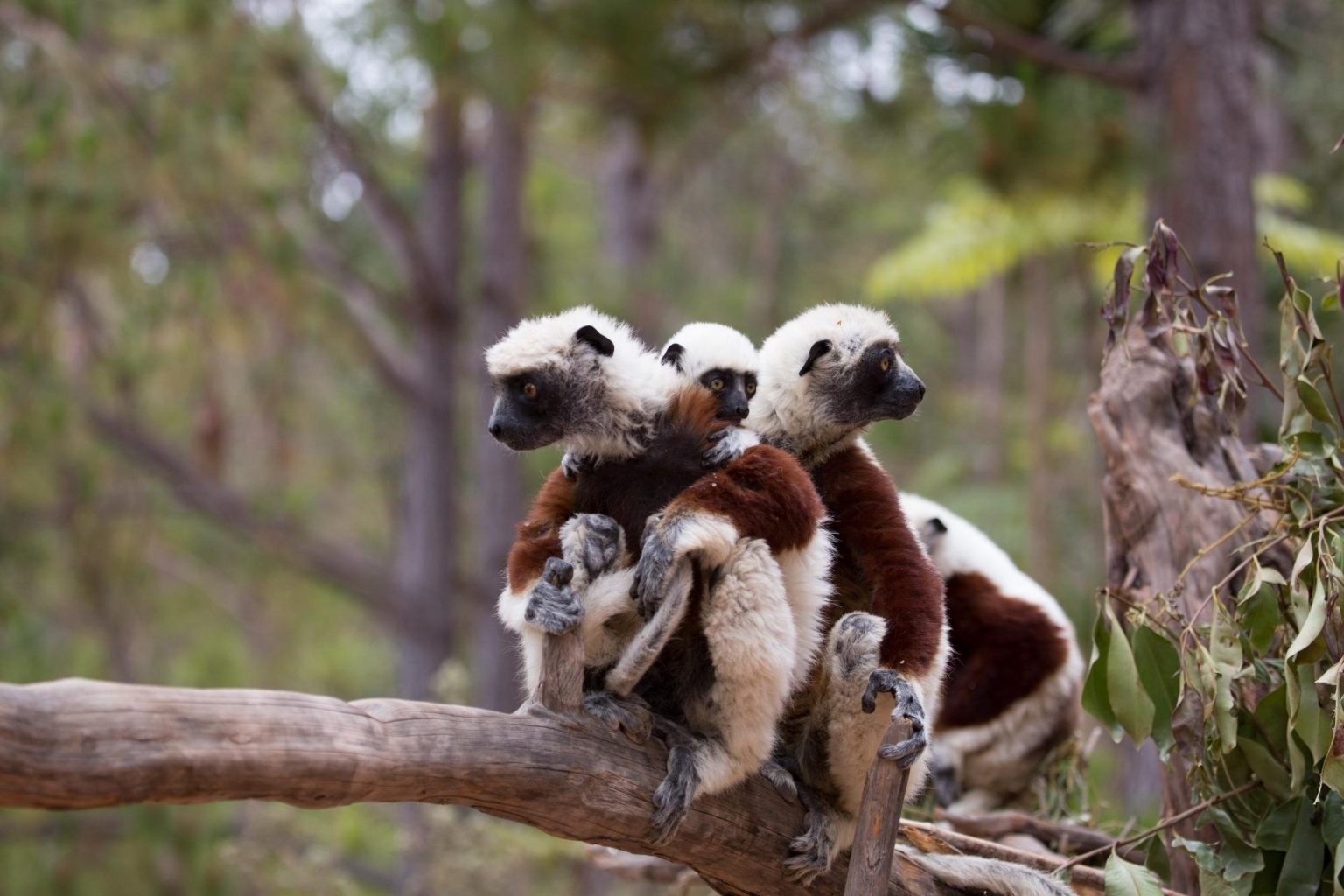 Three Coquerel's sifakas huddled together on a branch in dry forest, Madagascar