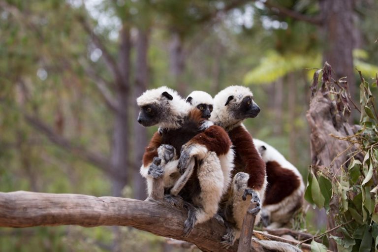 Lemur Tours in Madagascar: Where to Go and How to Book