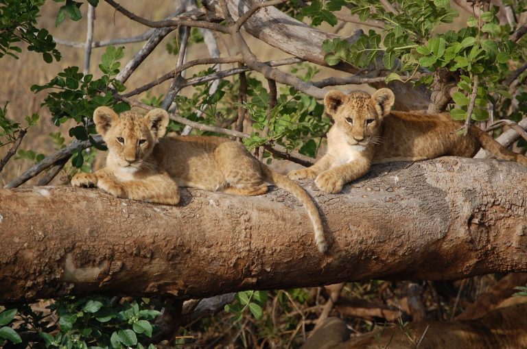 Best Safari in Kenya: Itineraries for First Timers