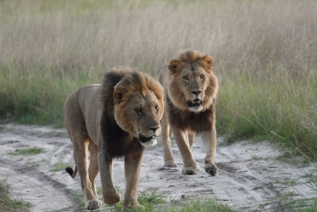 Two male lions walking toward the camera along a sandy track in Botswana