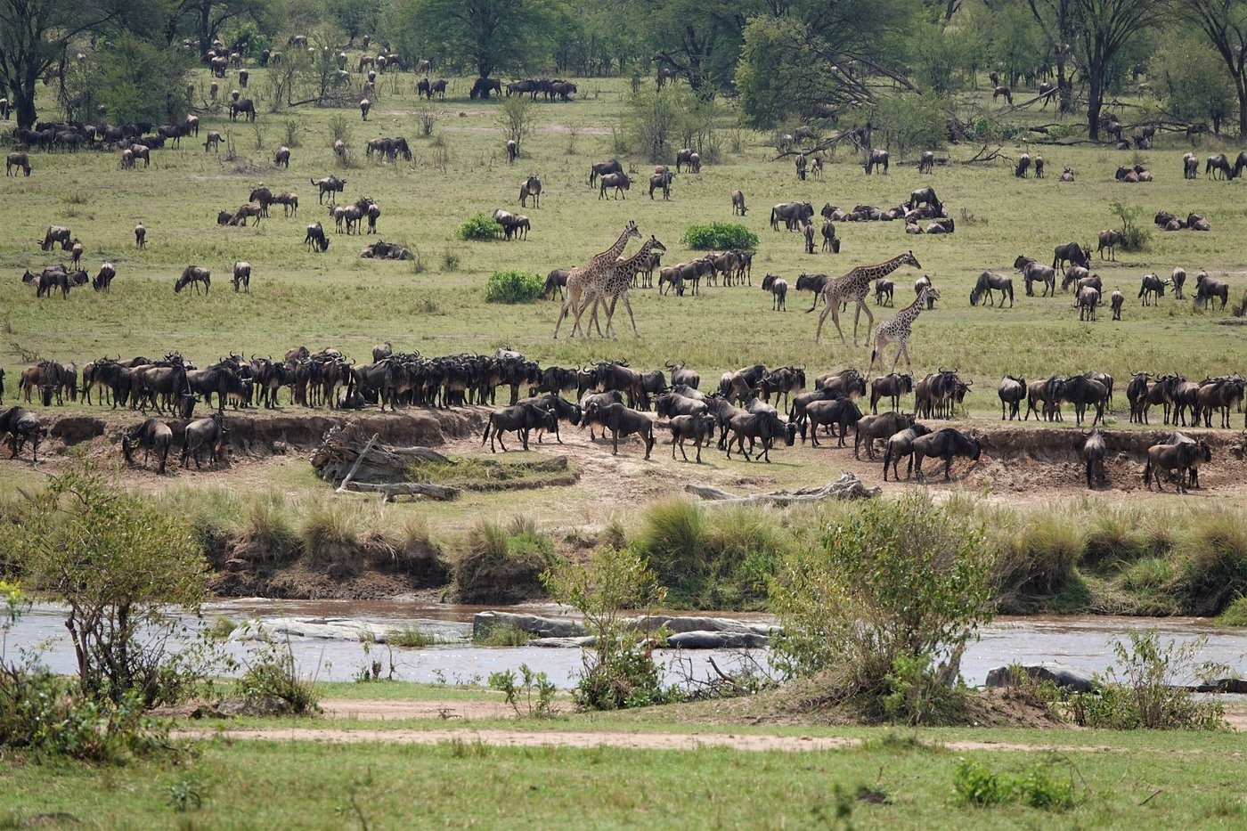 Wildebeest herds and giraffes spread across green plains beside a river in the Serengeti