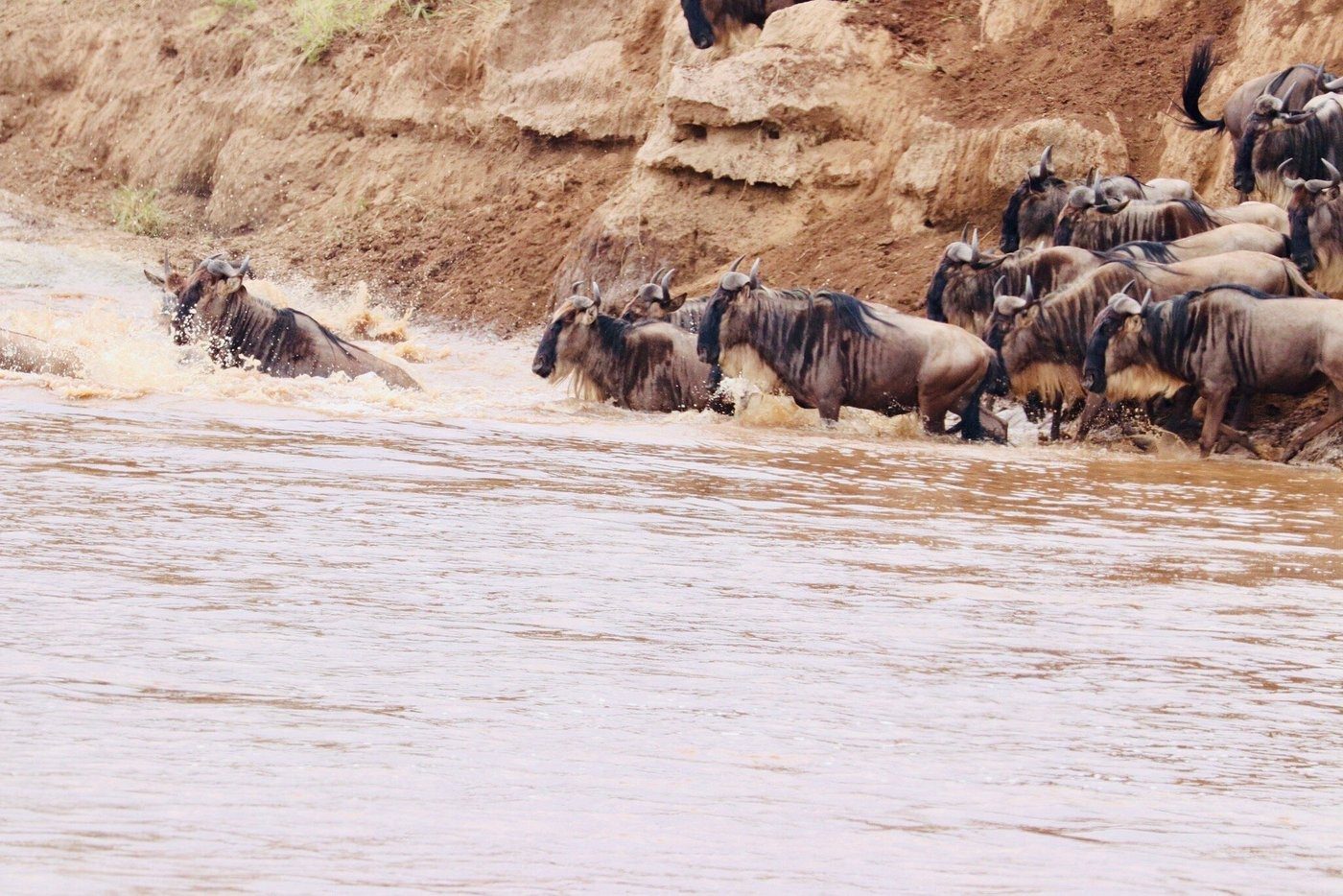 Wildebeest plunging from a steep bank into the Mara River during a crossing