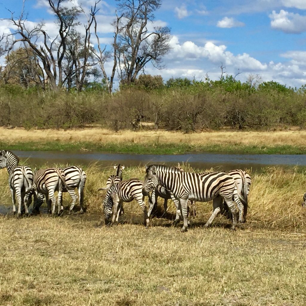 Plains zebras grazing beside a channel in the Okavango Delta