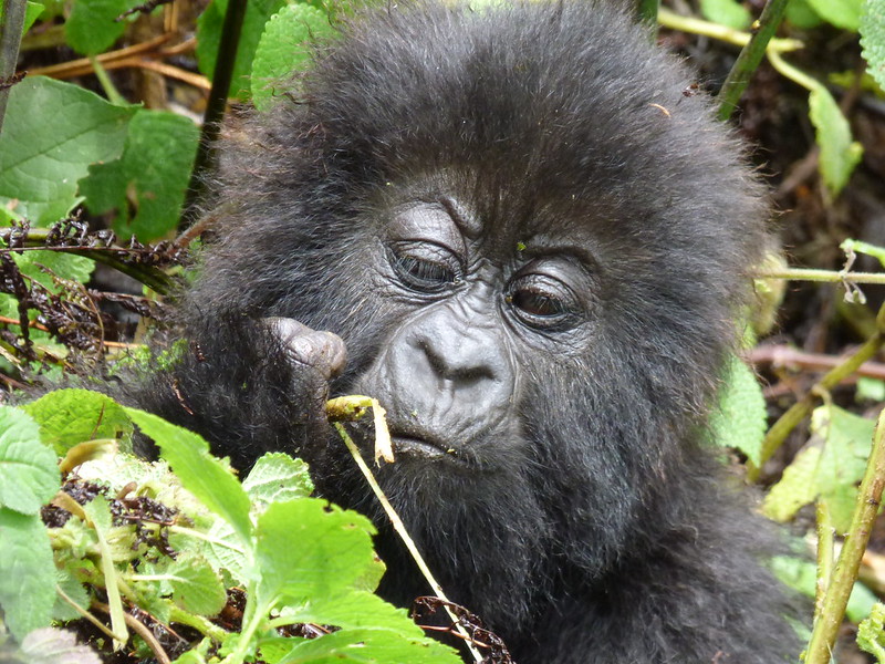 Are Gorillas Aggressive & Dangerous? Gorilla Attacks