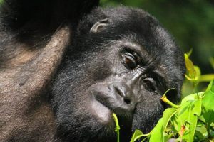 gorilla trekking africa