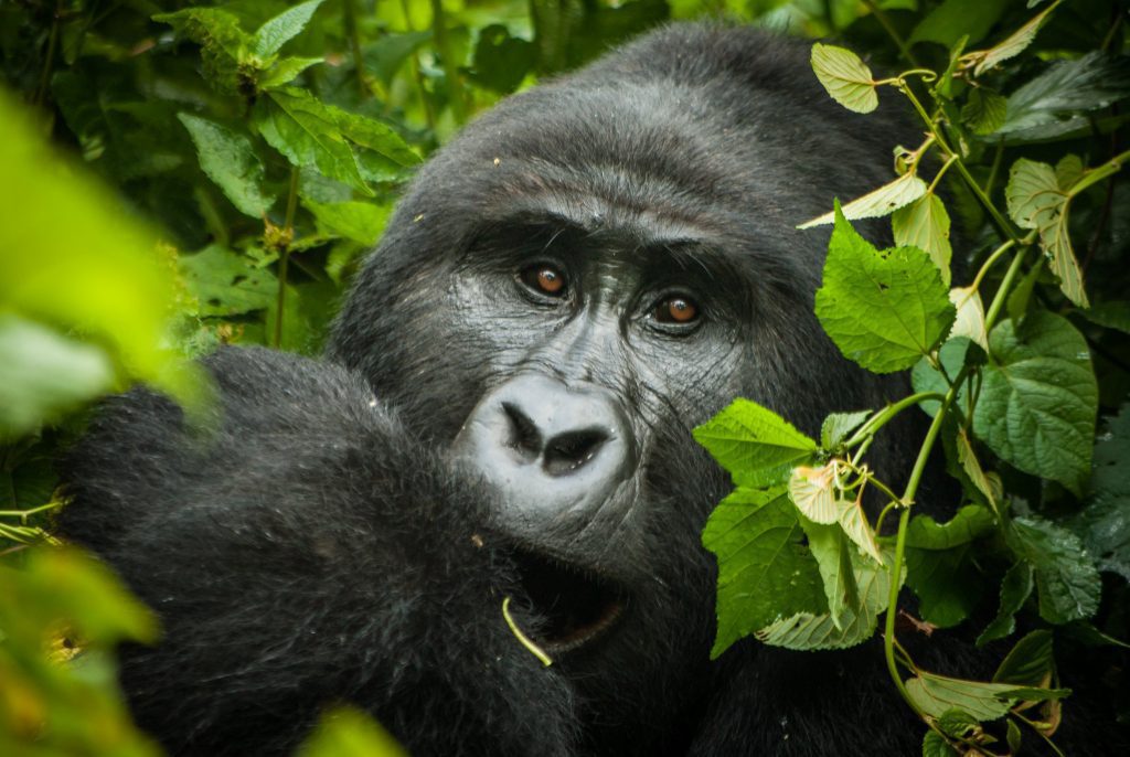 Mountain gorilla looking out from between green leaves
