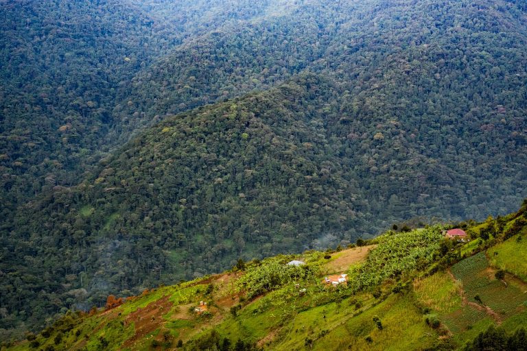 bwindi forest