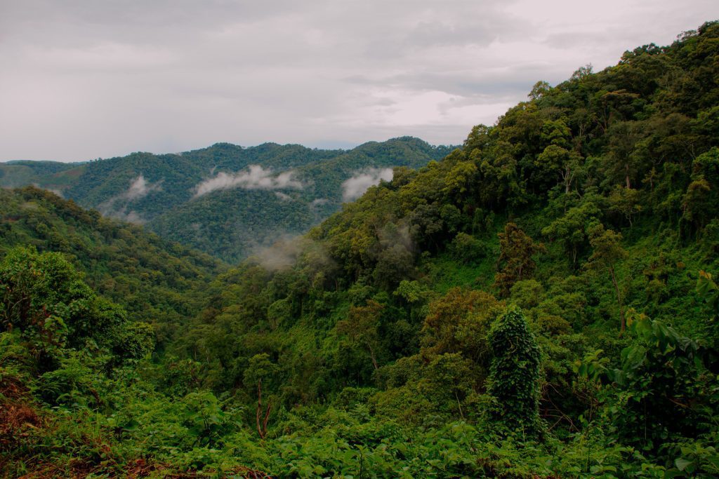 Forested ridges of Bwindi Impenetrable National Park with mist in the valleys
