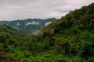 bwindi forest