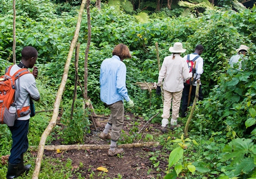 Gorilla trekkers in gloves and long trousers walking a muddy forest trail in Bwindi with a porter carrying a daypack