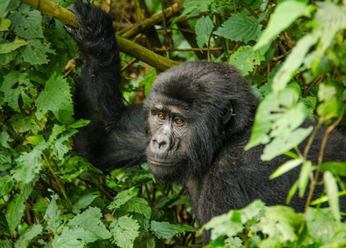 A young mountain gorilla holding a branch in Bwindi forest