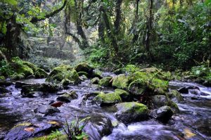 Forest stream running over mossy rocks in Bwindi