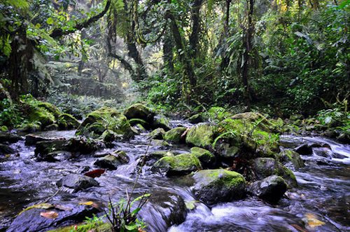 Bwindi waterfall trail forest walk