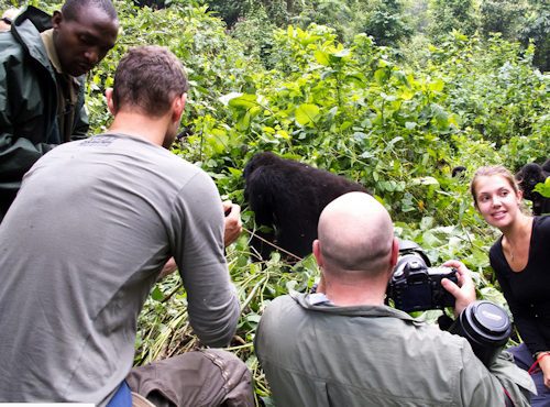 Trekkers with cameras watching a mountain gorilla in dense vegetation