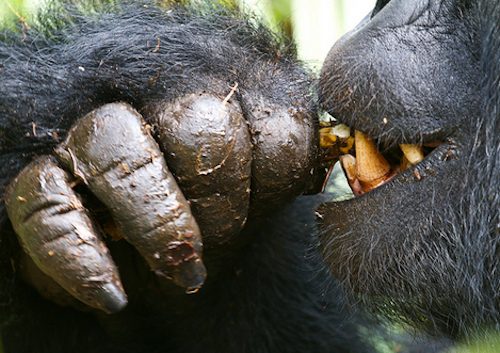 The Biggest Gorilla Ever: Verified Records, Myths and Real Silverback Sizes