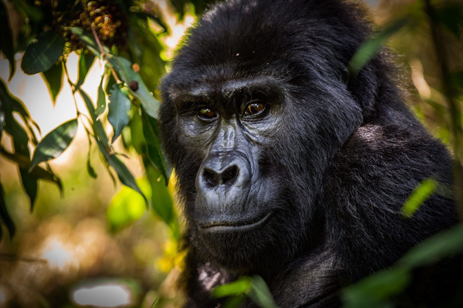 Adult mountain gorilla looking out through leaves in the forest